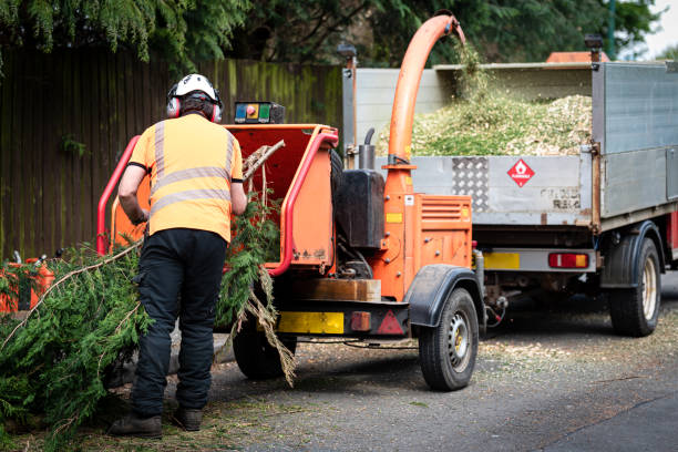 Best Tree Removal  in Greenville, NY